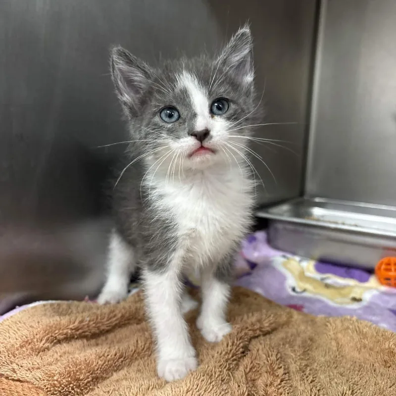 A baby small-sized female Gray / Blue / Silver Domestic Short Hair cat named Andesite for adoption in Beaumont, TX