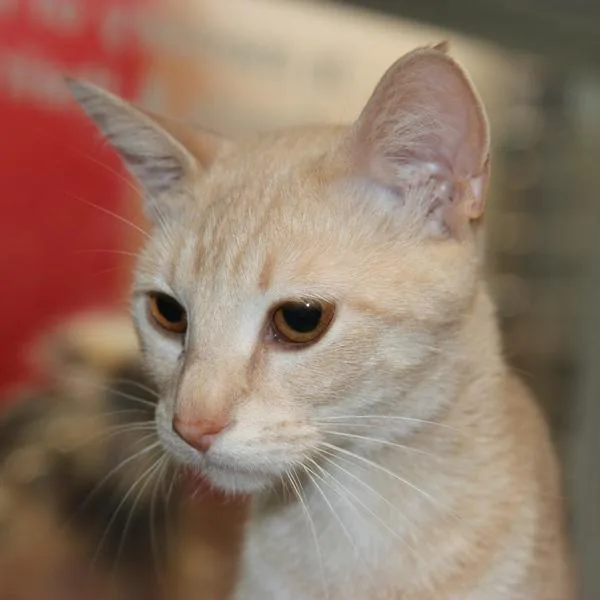 An adult medium-sized female Domestic Short Hair cat named Paisley for adoption in Des Moines, IA