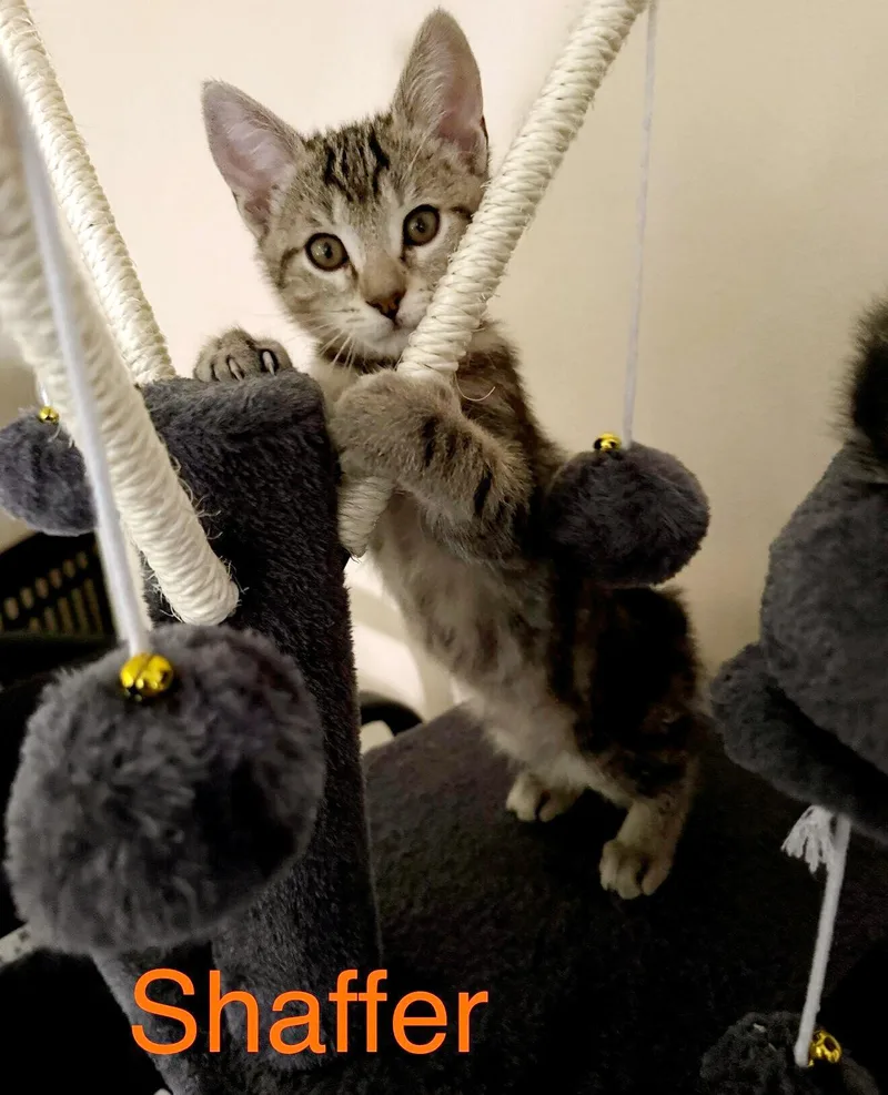 A baby medium-sized male Brown / Chocolate Domestic Short Hair cat named Shaffer for adoption in Lake Monroe, FL