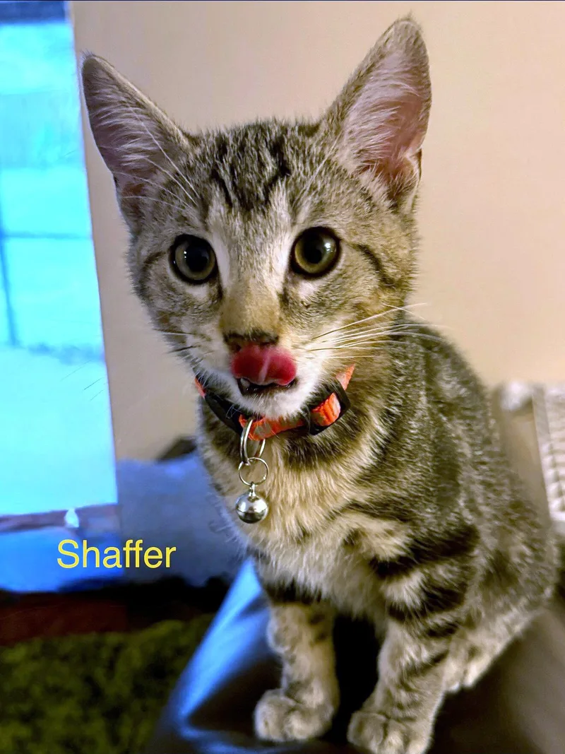 Shaffer thumbnail 2