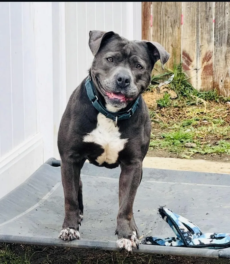An adult medium-sized female Bicolor Pit Bull Terrier dog named Boujee for adoption in Cool, CA