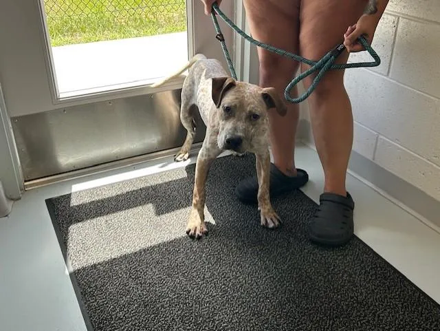 A young large-sized male Australian Cattle Dog / Blue Heeler dog named Anchor for adoption in Ocala, FL