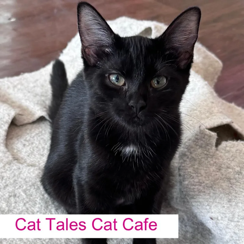 A baby small-sized female Black Domestic Short Hair cat named Neptune for adoption in Chapel Hill, NC