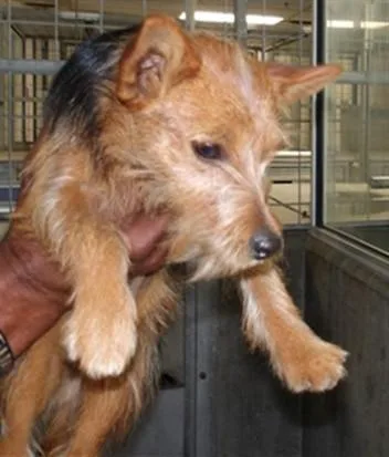 A young small-sized female Yorkshire Terrier dog named Old Lady for adoption in Los Angeles, CA