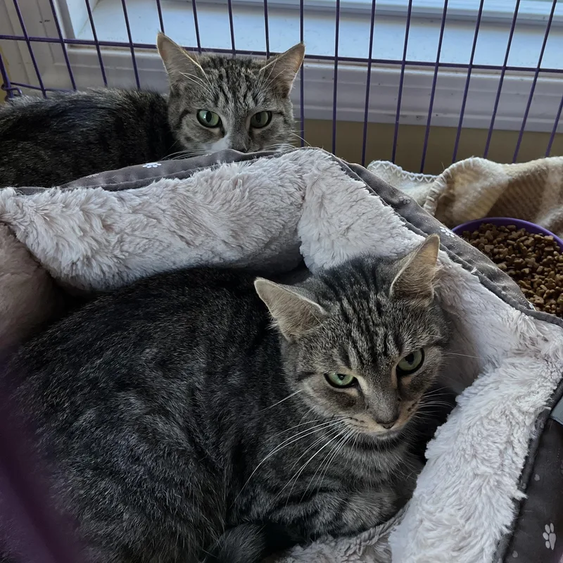 An adult medium-sized female Domestic Short Hair cat named Pookie & Eyore for adoption in Wells, ME