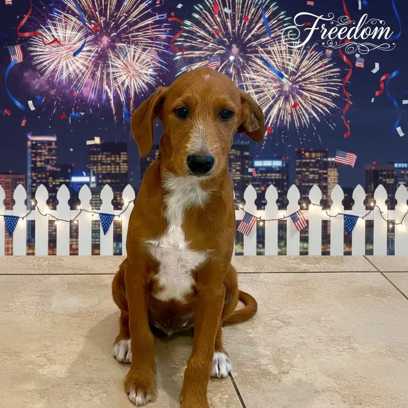 Freedom