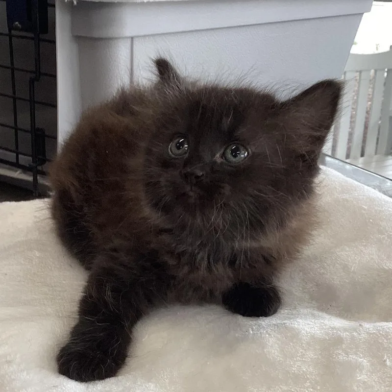 A baby small-sized female Brown / Chocolate Domestic Medium Hair cat named Molly for adoption in Montgomery, AL