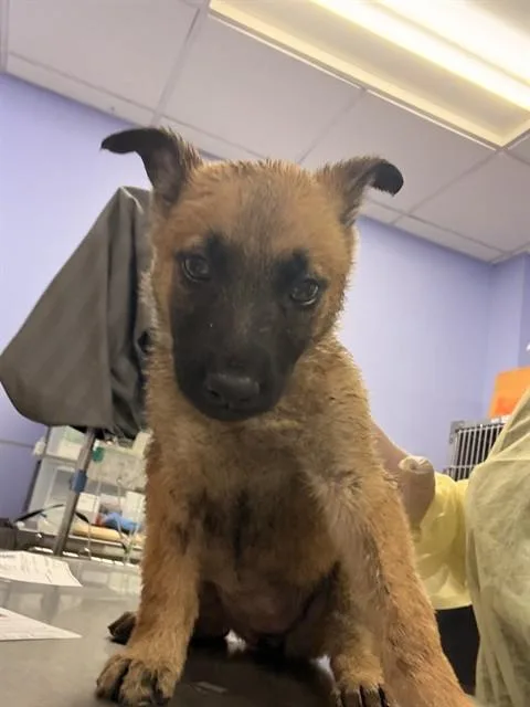A baby small-sized female Belgian Shepherd / Malinois dog named Leda for adoption in Riverside, CA