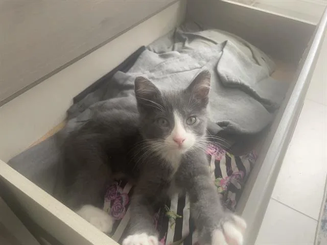 A baby small-sized male Domestic Short Hair cat named Romeo for adoption in Tustin, CA