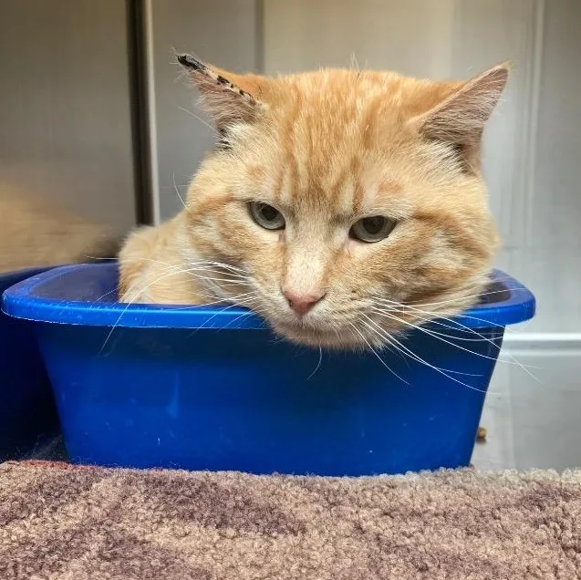 A young medium-sized male Tabby cat named Homer for adoption in Thayne, WY