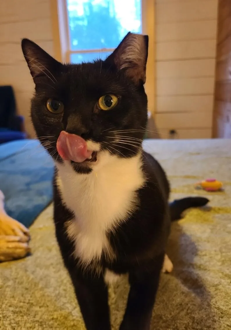 A young medium-sized male Black & White / Tuxedo Domestic Short Hair cat named Jake for adoption in Ellijay, GA