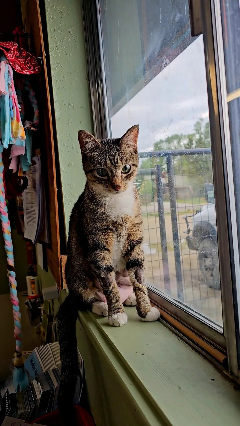 An adult medium-sized female Gray & White American Shorthair cat named Malibu for adoption in Pinedale, WY