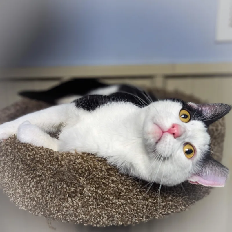 An adult medium-sized male Domestic Short Hair cat named Boris for adoption in Griffith, IN