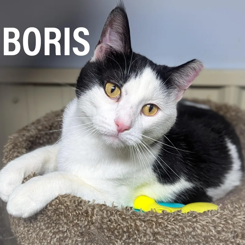 Boris thumbnail 2