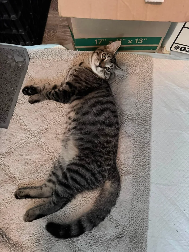 A baby small-sized male Domestic Short Hair cat named SpiderMan for adoption in Mission Viejo, CA