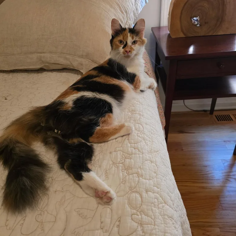 A young medium-sized female Domestic Medium Hair cat named Joules for adoption in Chicago, IL