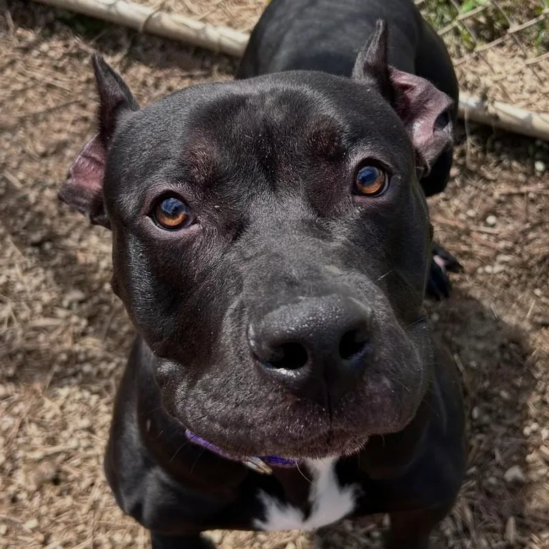An adult medium-sized male Black Mixed Breed dog named Kaido for adoption in Warren, OH