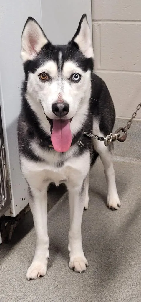 An adult large-sized female Husky dog named Korra for adoption in Hopkinsville, KY