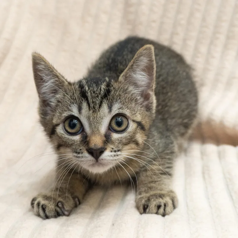 A baby small-sized female Tabby (Brown / Chocolate) Domestic Short Hair cat named Junebug for adoption in Encinitas, CA