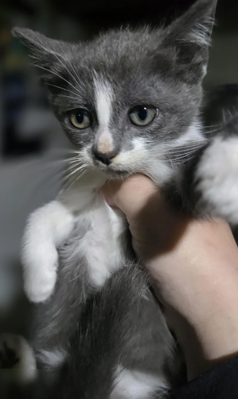 A baby medium-sized female Gray & White Domestic Short Hair cat named "Medusa" Sassy hissterical for adoption in Elizabeth, PA