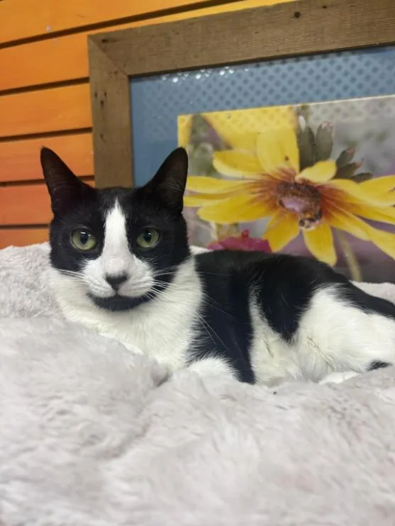 A young medium-sized female Black & White / Tuxedo Domestic Short Hair cat named Mink for adoption in Chicago, IL