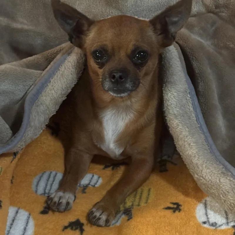 Mr. Sweet Brownie thumbnail 2