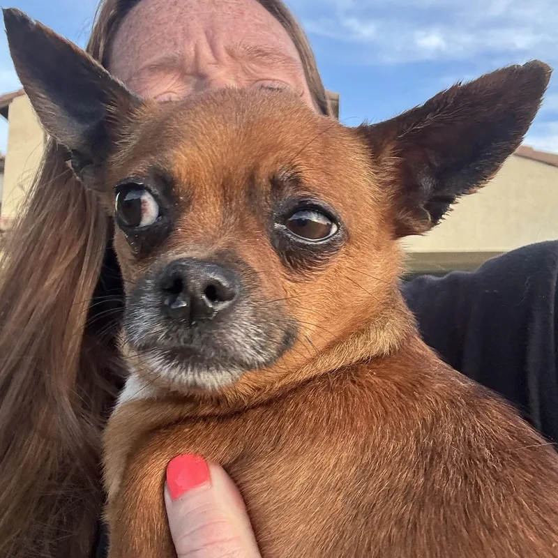 A young small-sized male Golden Chihuahua dog named Mr. Sweet Brownie for adoption in Ridgefield, WA