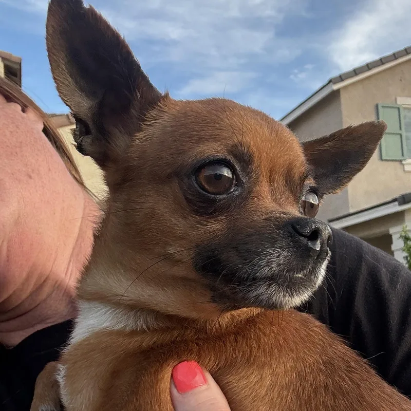 Mr. Sweet Brownie thumbnail 3