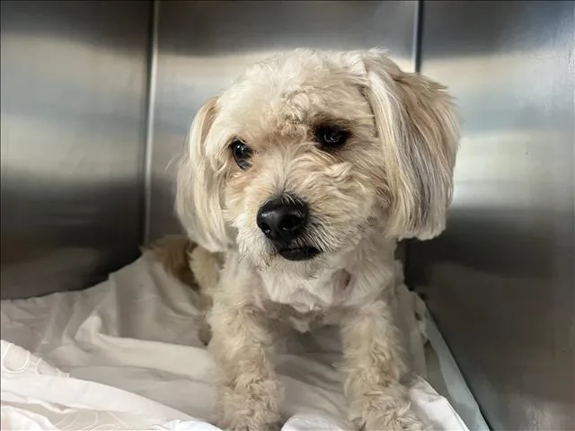 A young small-sized male Mixed Breed dog named Paco for adoption in San Pedro, CA
