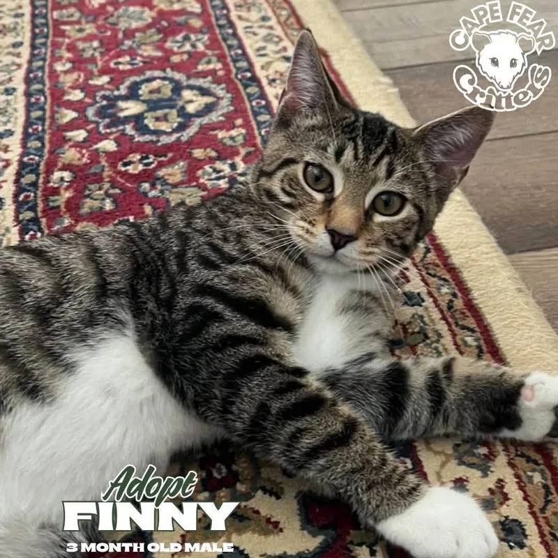 A baby small-sized male Tabby (Brown / Chocolate) Domestic Short Hair cat named Finny for adoption in Wilmington, NC