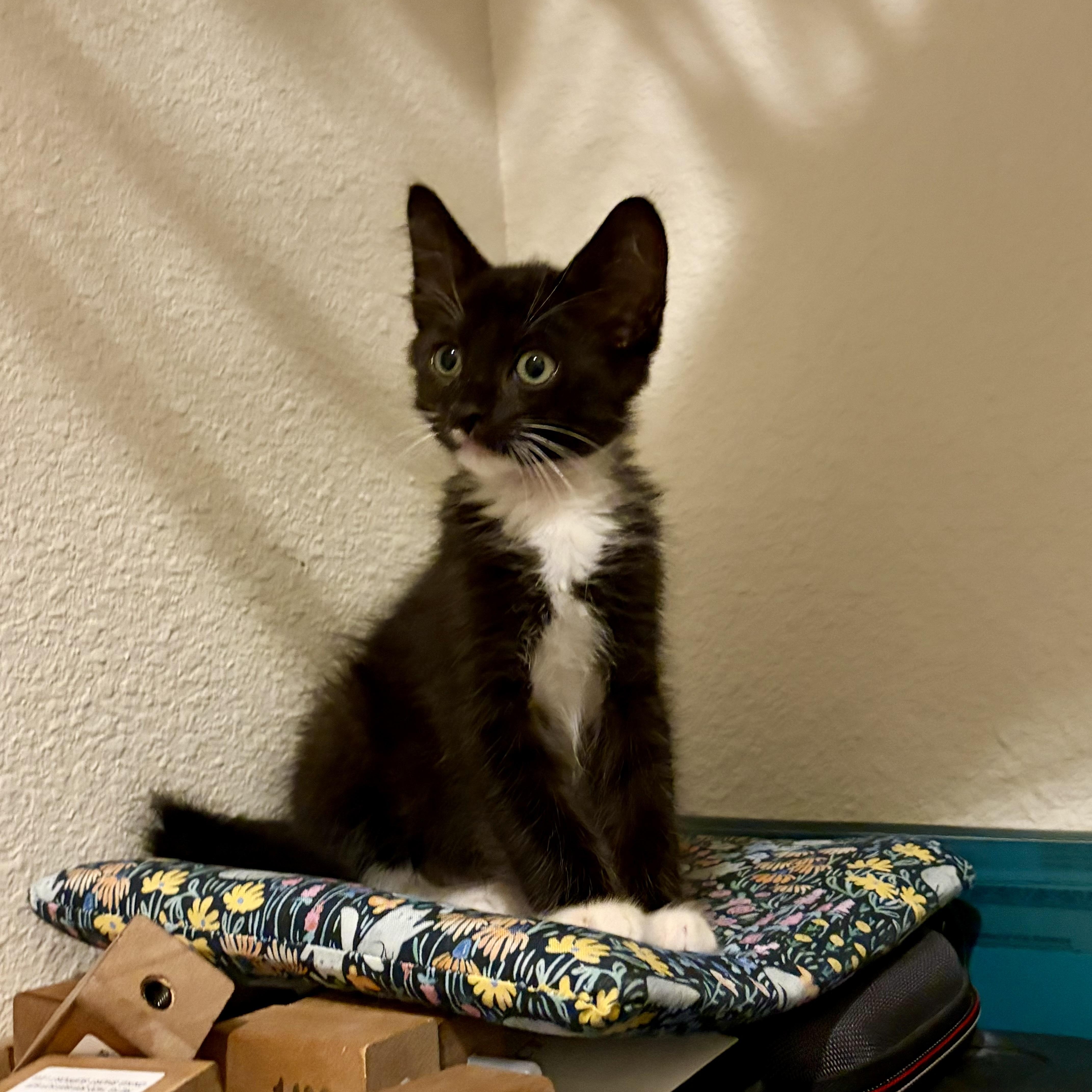 A baby medium-sized male Black & White / Tuxedo Domestic Long Hair cat named Alfie for adoption in jacksonville, FL