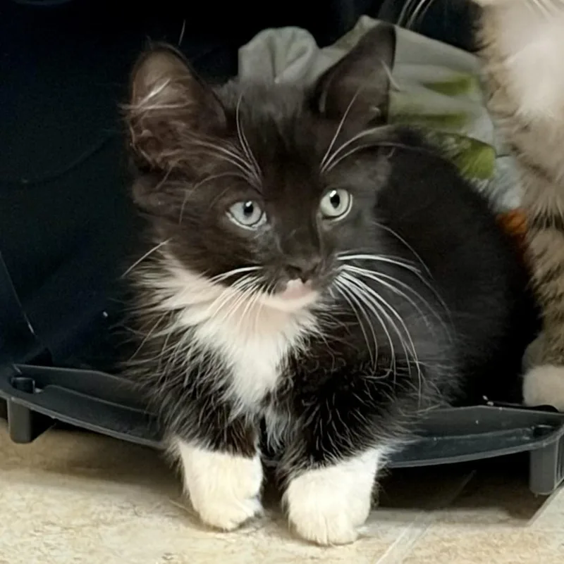 Alfie thumbnail 2