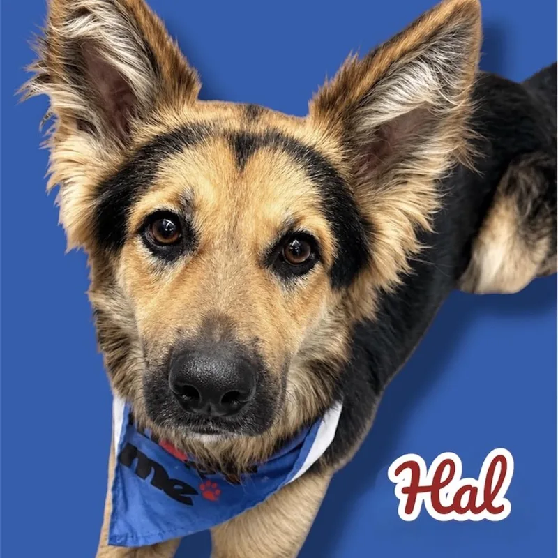 An adult medium-sized male Black German Shepherd Dog dog named Hal for adoption in Scottsdale, AZ