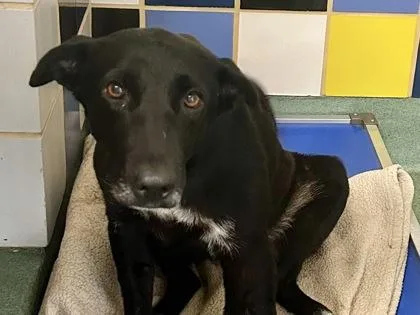 An adult large-sized female Black Mixed Breed dog named Heartley for adoption in Georgetown, TX
