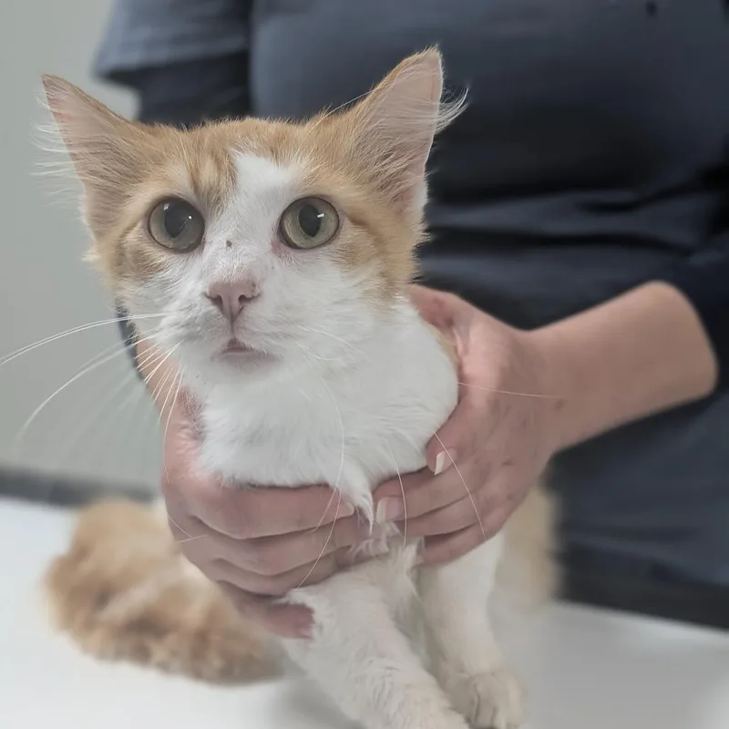A young medium-sized male Orange / Red Domestic Short Hair cat named Julian for adoption in Canton, IL