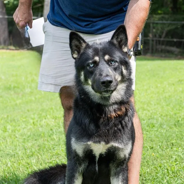A young large-sized male German Shepherd Dog dog named Rayo for adoption in Haw River, NC