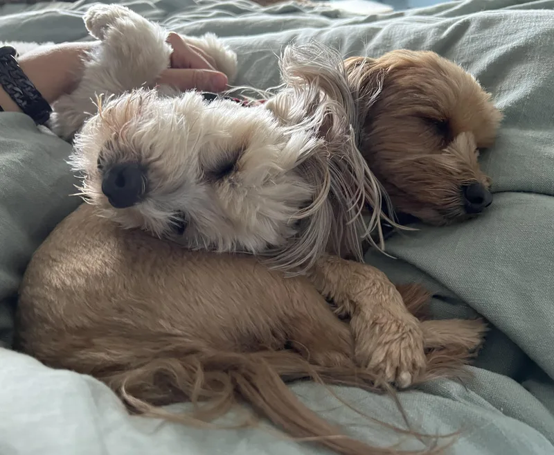 Max & Pookie Bonded thumbnail 2