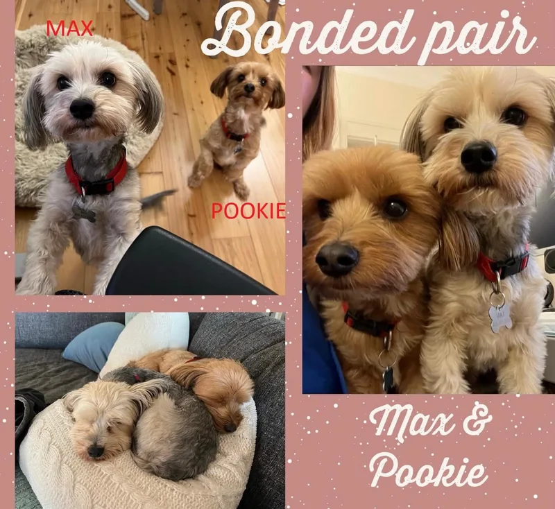 A senior small-sized male Gray / Blue / Silver Maltese dog named Max & Pookie Bonded for adoption in Mission Viejo, CA