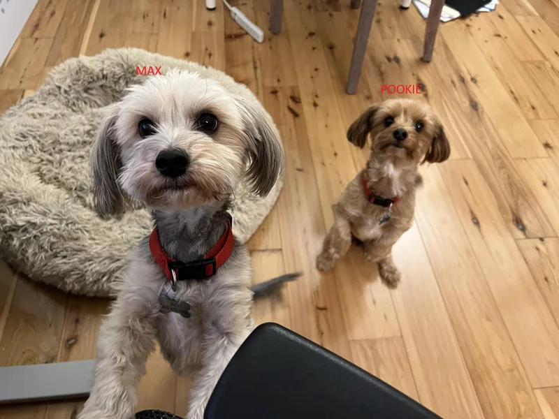 Max & Pookie Bonded thumbnail 4