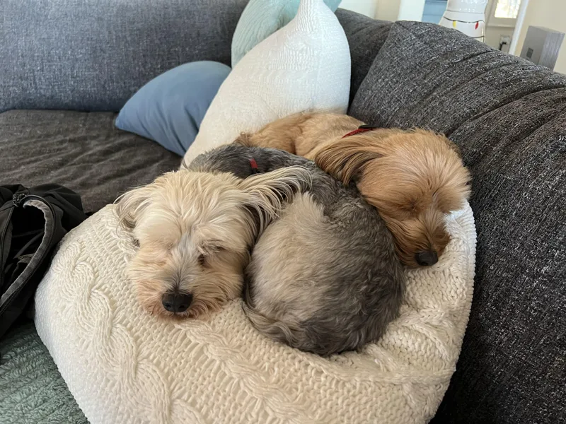 Max & Pookie Bonded thumbnail 5