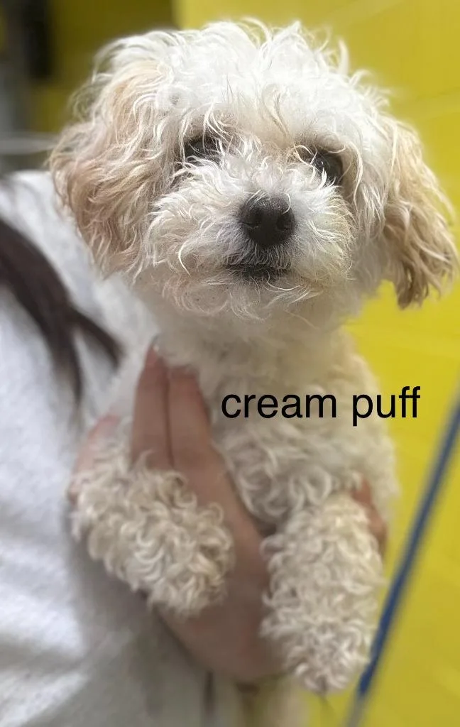 A young small-sized female Mixed Breed dog named Cream Puff for adoption in Cambridge, MD