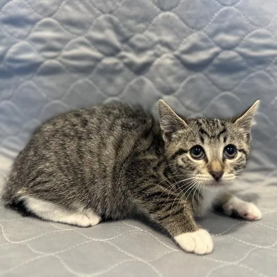 A baby small-sized female Brown / Chocolate Domestic Short Hair cat named Tanka for adoption in Matteson, IL