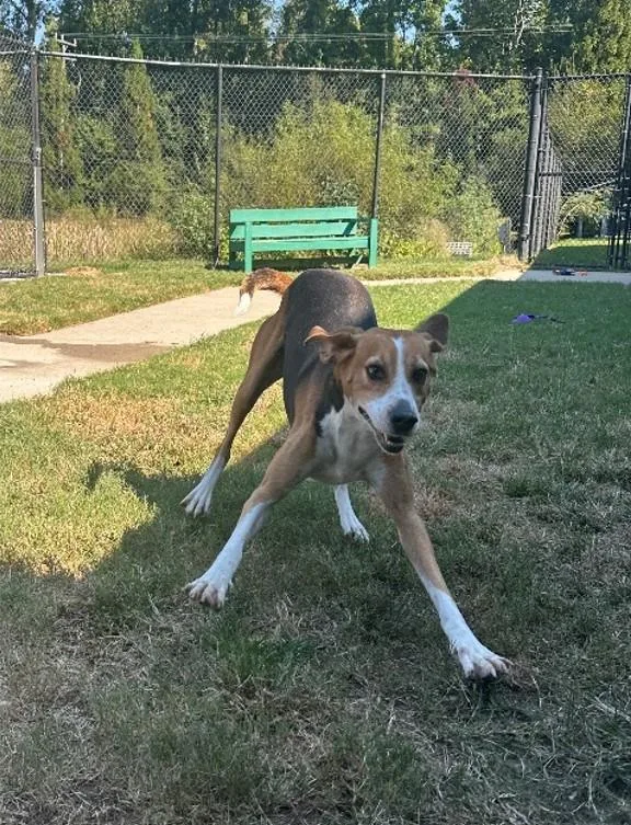 An adult medium-sized male Hound dog named Champ for adoption in Suffolk, VA