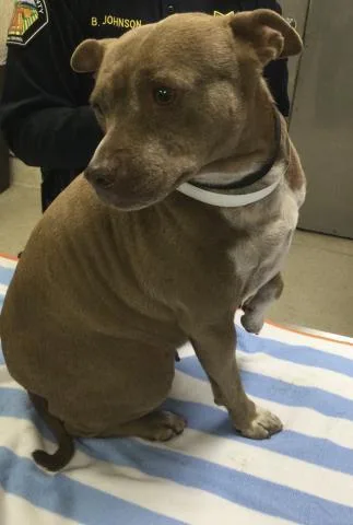 An adult small-sized female Pit Bull Terrier dog named Chichi for adoption in Riverside, CA