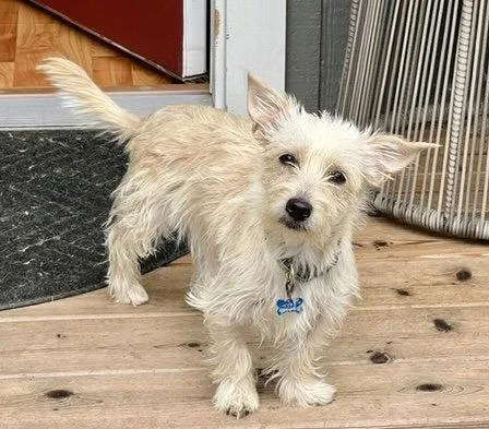A young small-sized female West Highland White Terrier / Westie dog named Buffy for adoption in Seattle, WA
