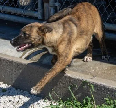 A baby medium-sized female Brindle German Shepherd Dog dog named Maple for adoption in Mayetta, KS