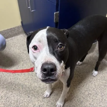 An adult large-sized male Mixed Breed dog named Bennett for adoption in Merriam, KS