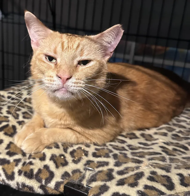 An adult medium-sized male Domestic Short Hair cat named Scooby for adoption in Lake Worth, FL