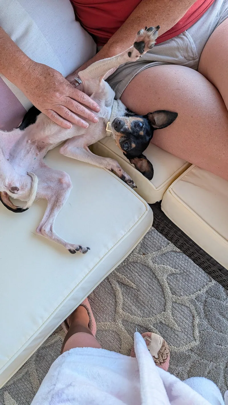 An adult small-sized female Chihuahua dog named Trixie for adoption in Torrance, CA