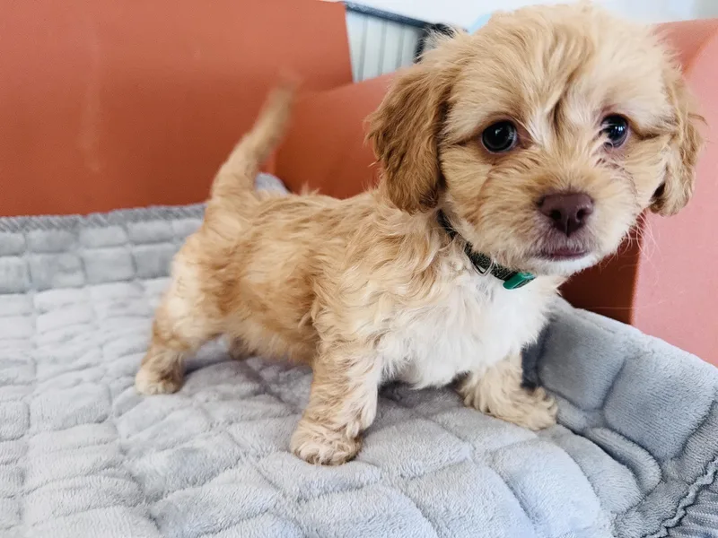 A baby small-sized female Shih Tzu dog named Maeve for adoption in Palatine, IL